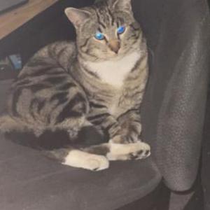 Image of Juniorletty, Lost Cat