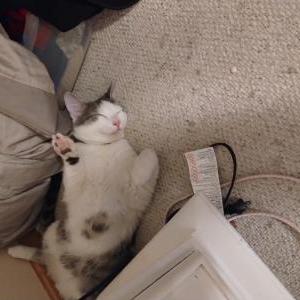 Lost Cat Ben