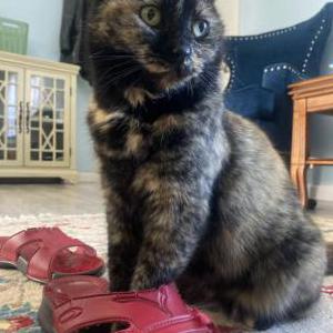 Lost Cat Forest