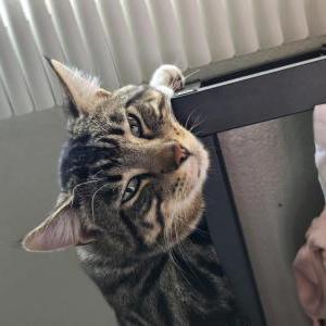 Lost Cat Pancho