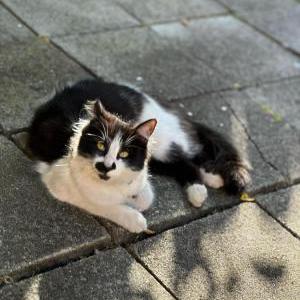 Image of mischief, Lost Cat