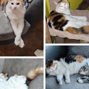 Lost Cat Pawsome