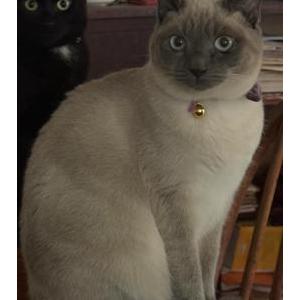 Image of Austen, Lost Cat