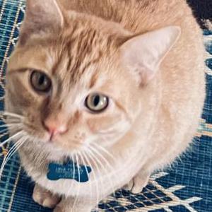 Lost Cat Woody