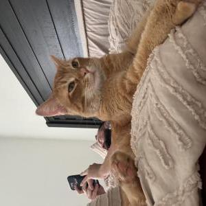 Lost Cat Taz