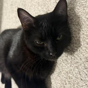 Found Cat Unsure