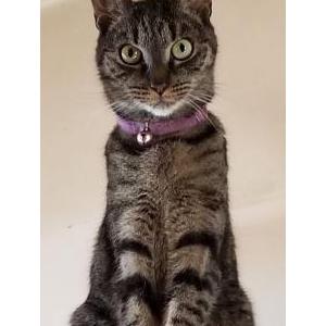 Image of Tina, Lost Cat