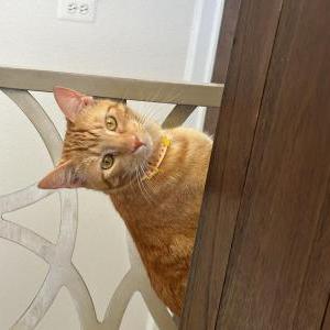 Image of Asher, Lost Cat