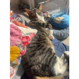 Lost Cat Porter