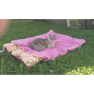 Lost Cat toby