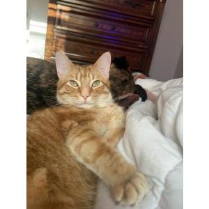 Image of Tom, Lost Cat