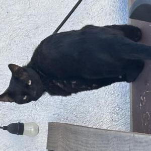 Found Cat Unknown