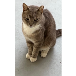 Lost Cat Gray cat