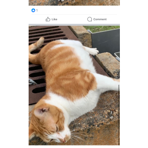 Lost Cat Hendrix