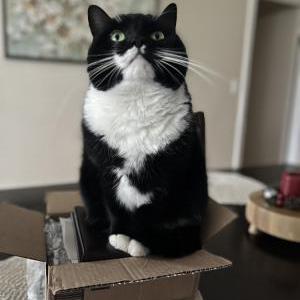 Lost Cat Meep
