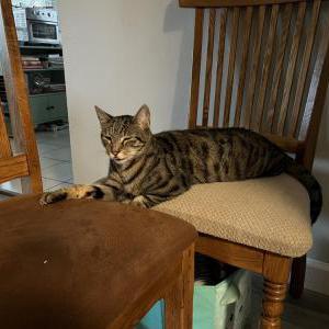 Image of Mister /, Lost Cat