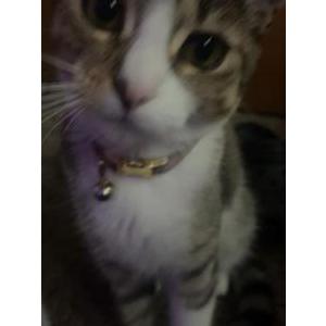 Lost Cat Lotus