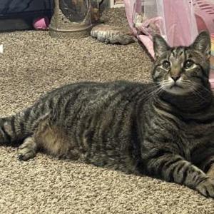 Lost Cat Phil