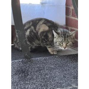 Lost Cat Side Boost