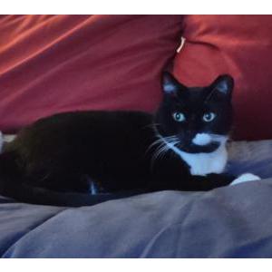 Image of Piti, Lost Cat