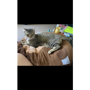 Lost Cat Pepper