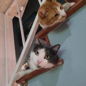 Lost Cat Buster