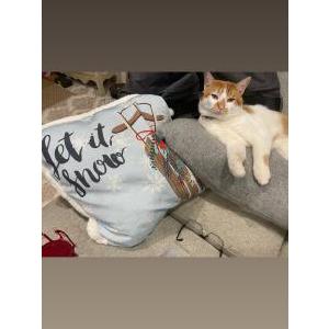 Lost Cat Sinbad