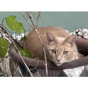 Lost Cat Linus