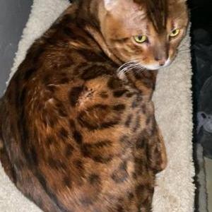 Lost Cat Timbo