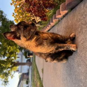 Image of Mama Cat, Lost Cat