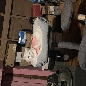 Lost Cat Coco