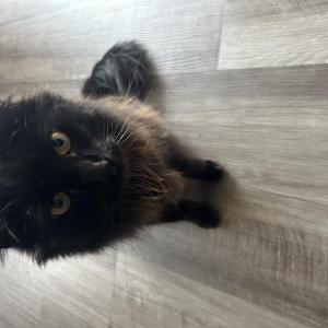 Lost Cat Edgar