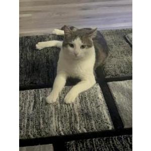 Lost Cat Muñeco