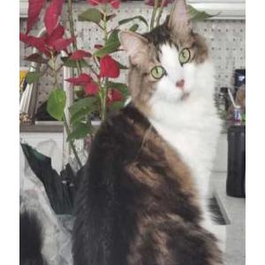 Lost Cat Figaro