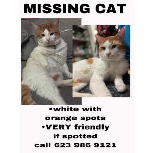 Lost Cat Bougie