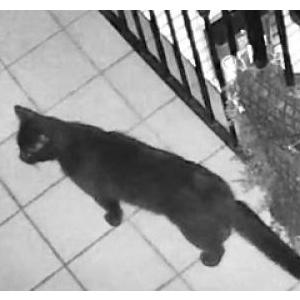 Found Cat Unknown