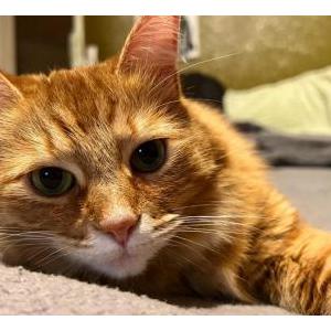 Lost Cat Luna