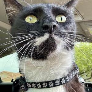 Found Cat Unknown