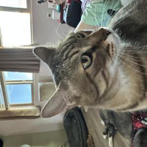 Lost Cat Nikko