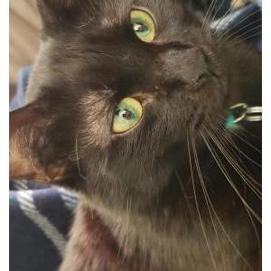 Lost Cat Charm