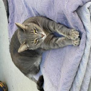 Lost Cat Saber