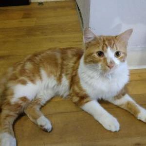 Found Cat Unknown