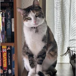 Image of Chloe-Calico, Lost Cat