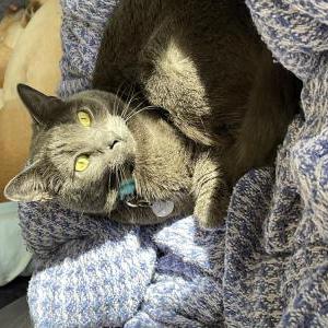 Image of Echo, Lost Cat