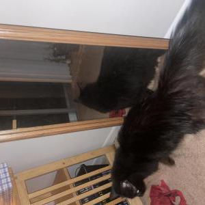 Found Cat Unknown