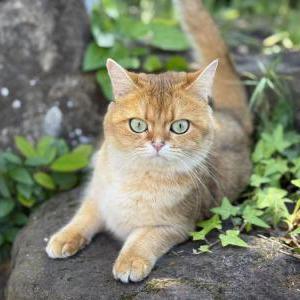 Lost Cat Domi