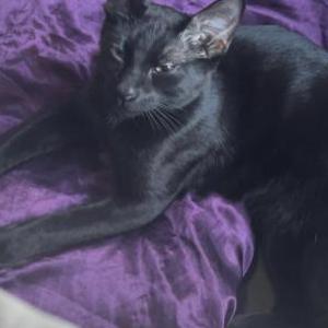 Lost Cat King