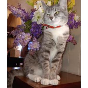Lost Cat Meemer the lemur