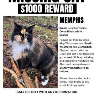 Lost Cat Memphis
