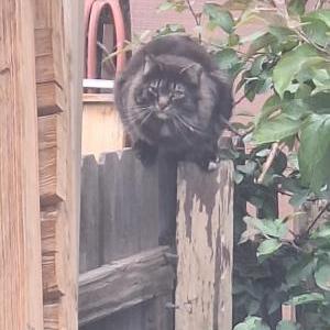 Found Cat Few strays by shed
